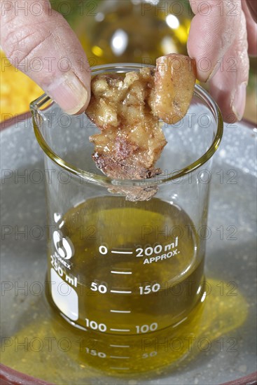 Production of spruce resin ointment