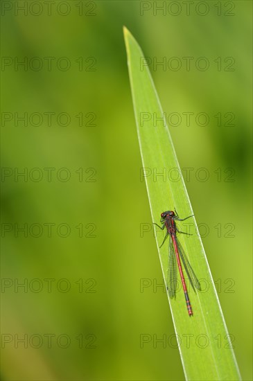 Early Adonis damselfly