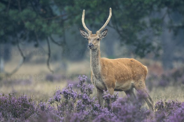 Red deer