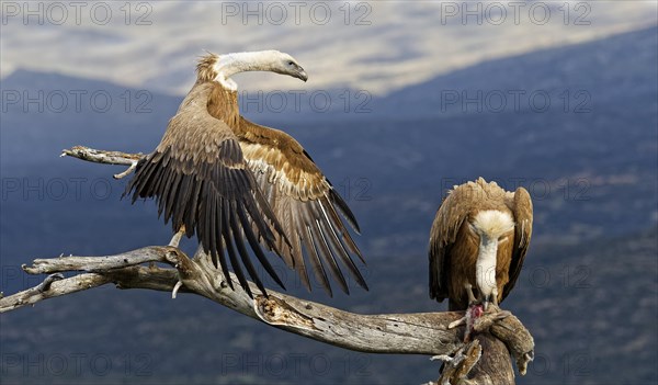 Griffon vulture