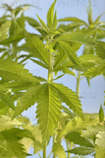 Ordinary hemp
