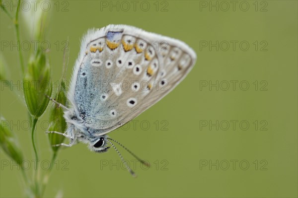 Chapman's Blue butterfly
