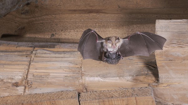 Lesser horseshoe bat