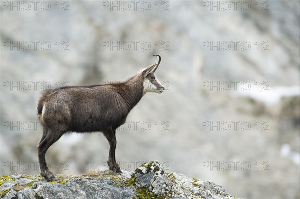 Chamois