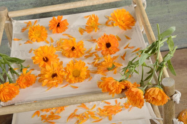 Marigold