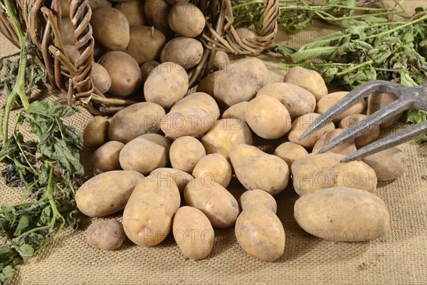 Potatoes