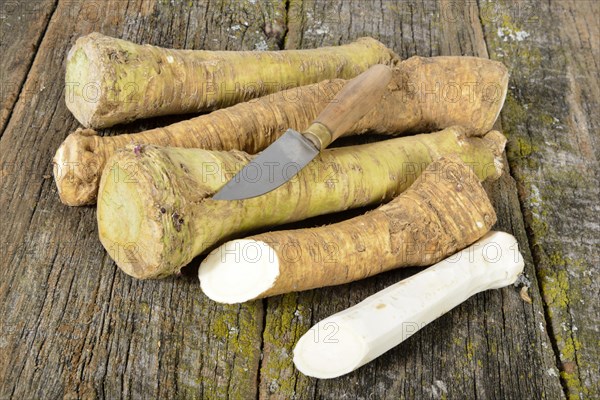 Horseradish