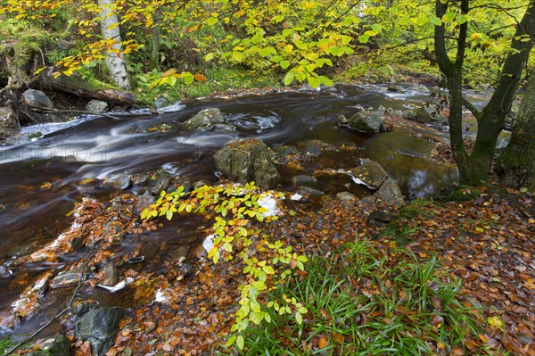 La Hoegne torrent