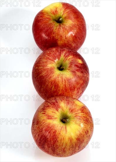 Malus domestica