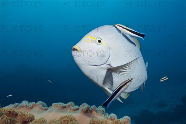 Grey surgeonfish being cleaned by cleaner wrasse