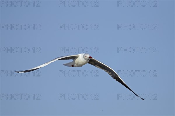 Grey-headed Gull