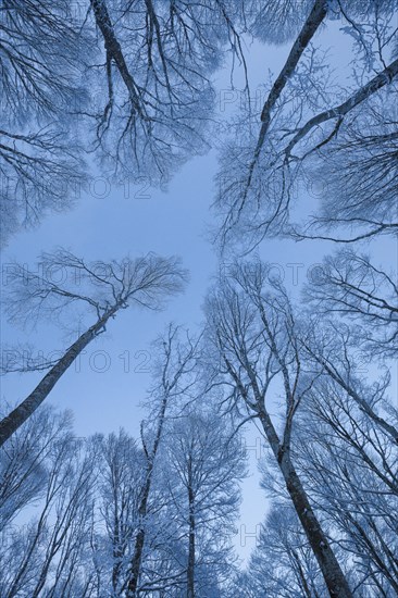 Treetops of snowy beech forest against sky at blue hour
