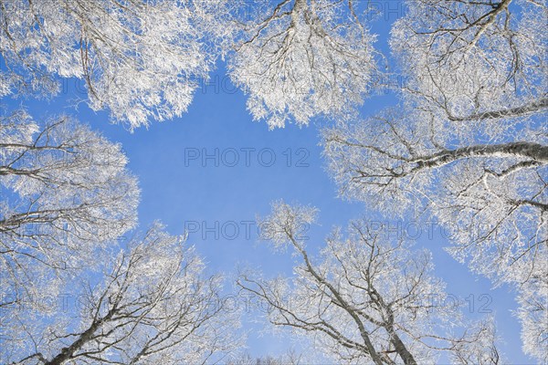 Tree tops of deep snow covered beech forest against blue sky in Neuchatel Jura