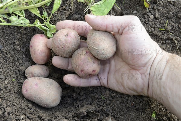 Potatoes