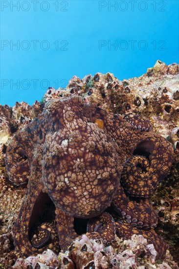 Common Octopus