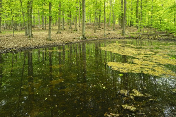 Untouched forest with pond in spring