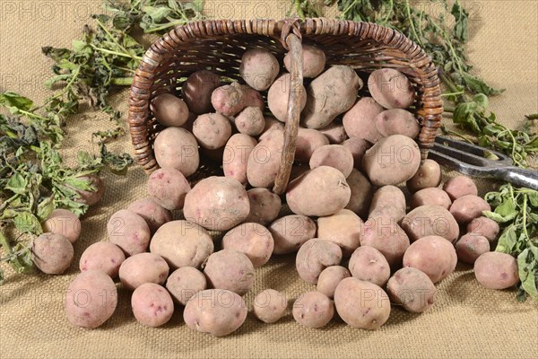 Potatoes