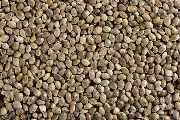 Ordinary hemp