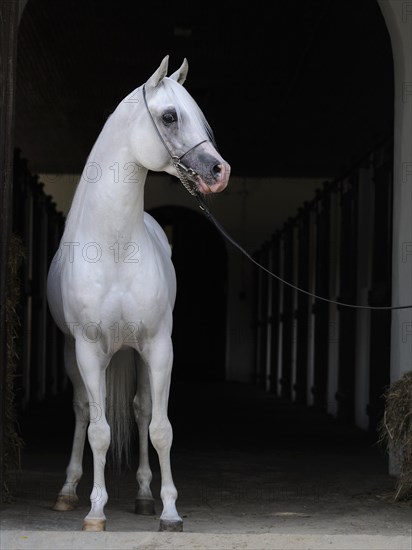 Arabian thoroughbred