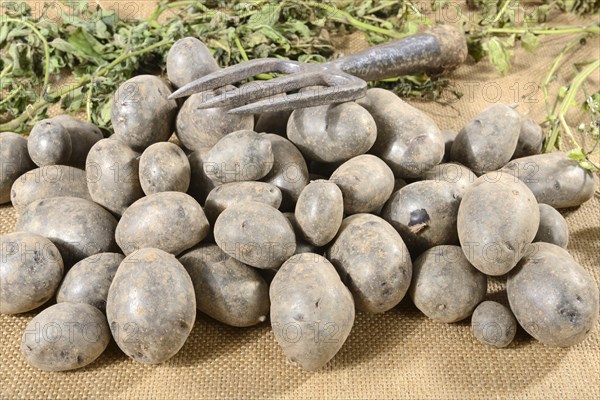 Potatoes