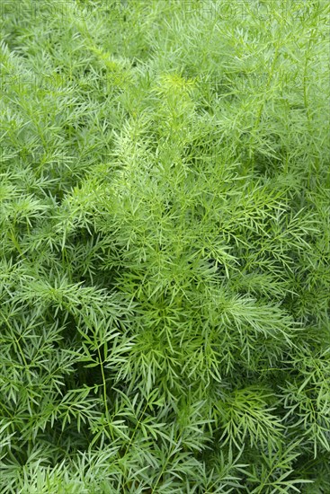 Asafoetida