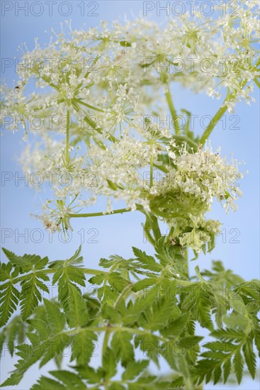 Cicely