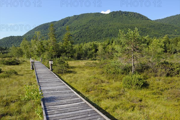 Moor landscape