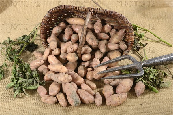 Potatoes