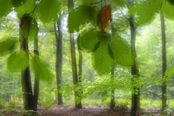 Common beech