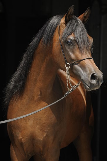 Arabian thoroughbred