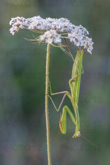 Praying mantis