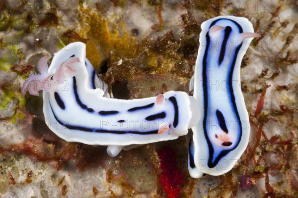 White splendid star snail