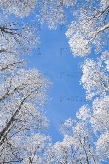 Tree tops of deep snow covered beech forest against blue sky in Neuchatel Jura