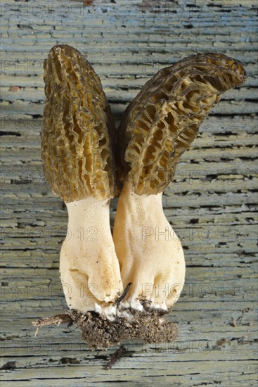 Black morel
