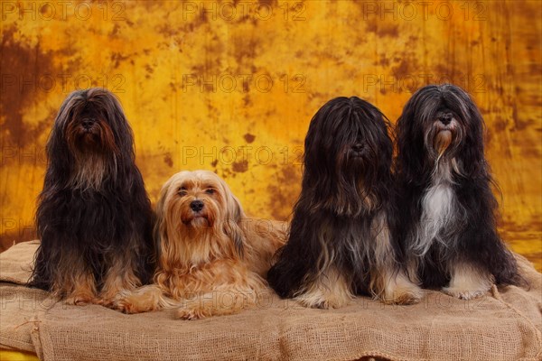 Tibet terrier