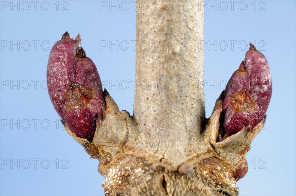Elder
