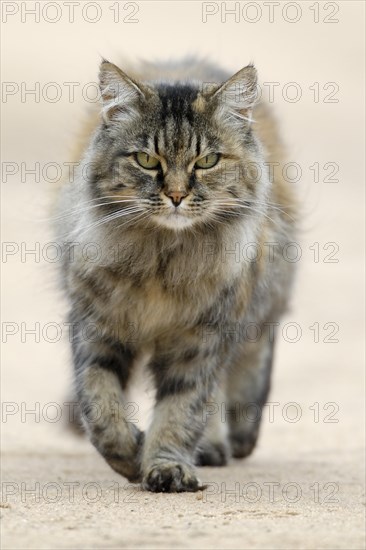 Norwegian Forest Cat