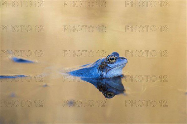 Moor frog