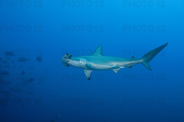 Scalloped Hammerhead