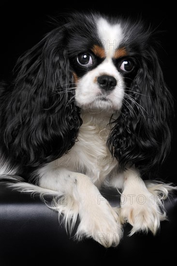Cavalier King Charles Spaniel