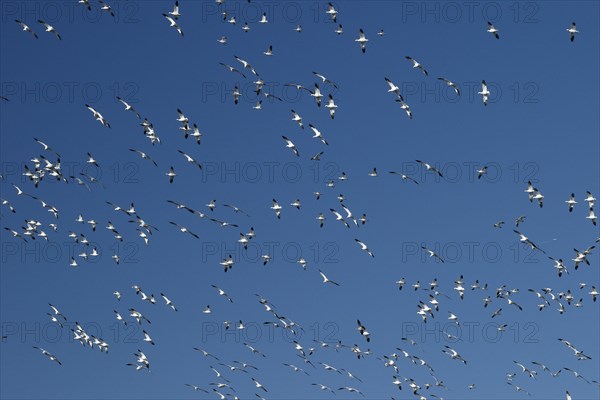Snow geese