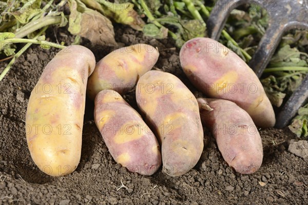Potatoes