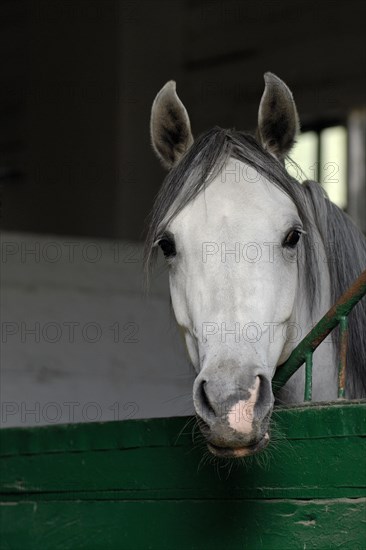 Arabian thoroughbred