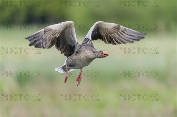 Greylag goose