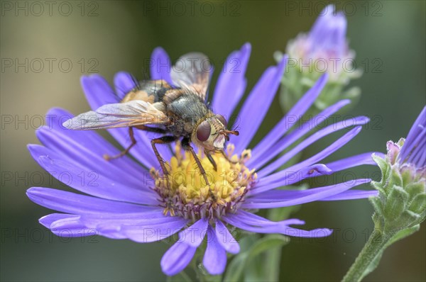 Hedgehog fly