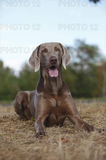 Weimaraner