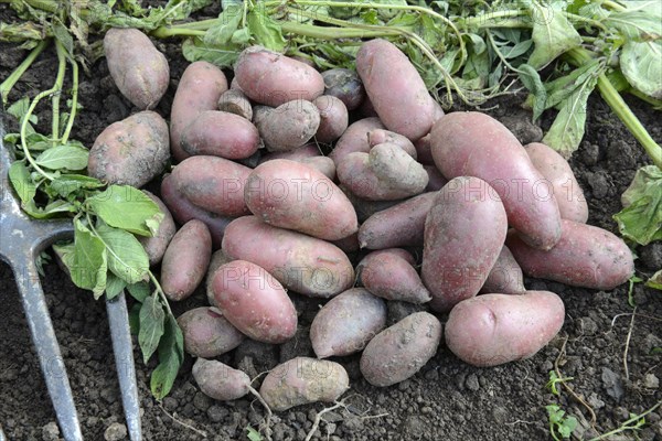 Potatoes