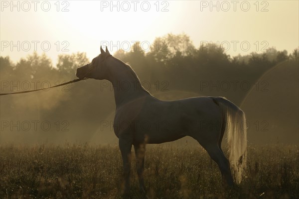 Arabian thoroughbred