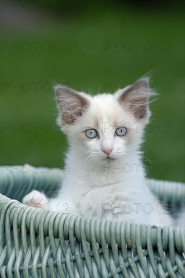 Ragdoll cat
