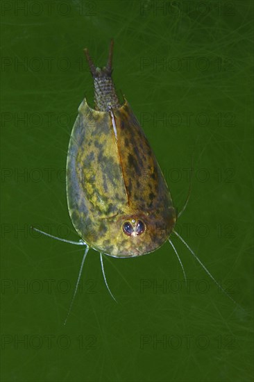 Gill-foot crab